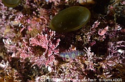 Corallina spp Himanthalia elongata Ouessant Bougezen-13m-20240820-da-DSC_8889_tn